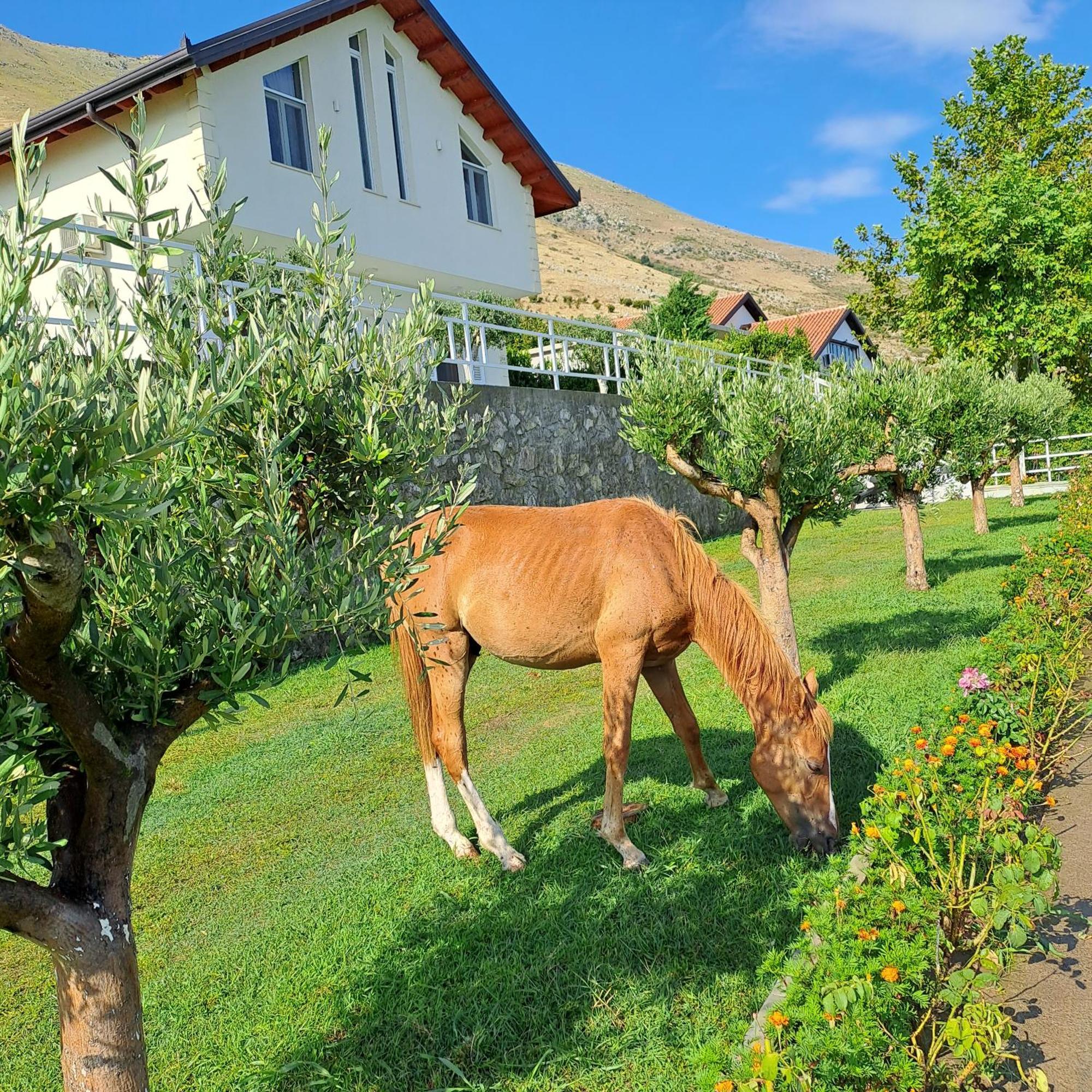 Xhuli Guesthouse Шкодер Экстерьер фото
